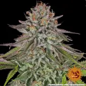 Critical Kush