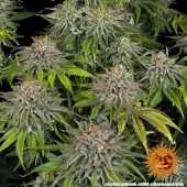 Critical Kush