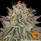 Critical Kush