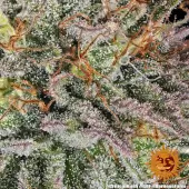 Critical Kush