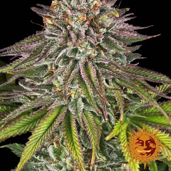 Critical Kush
