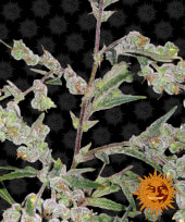 Dr Grinspoon