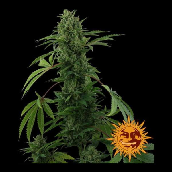 Pineapple Express Auto
