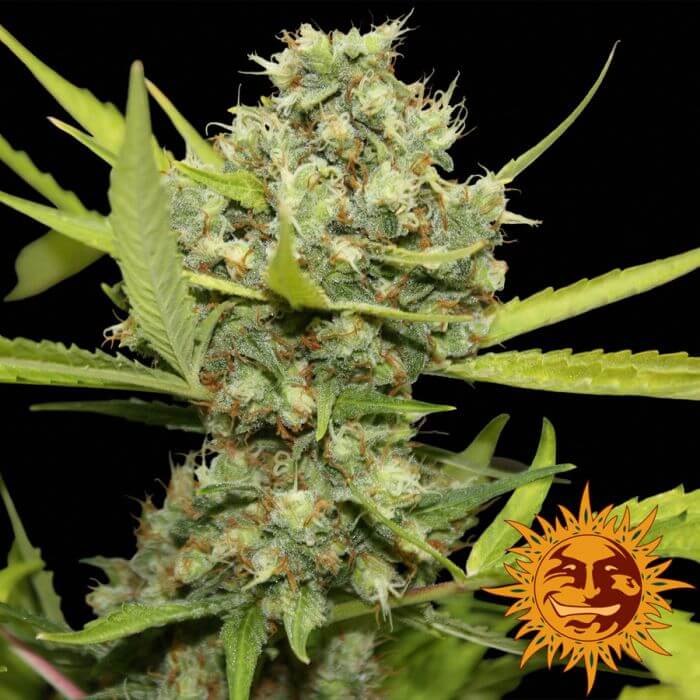 Pineapple Chunk