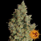 Tangerine Dream