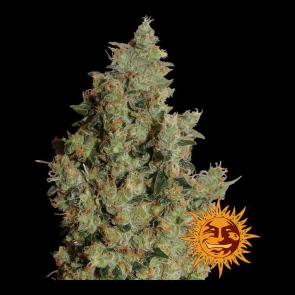 Tangerine Dream