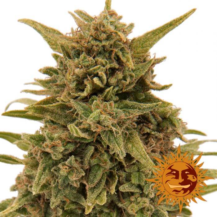 Blueberry OG: bank product photo, credit alchimiaweb.com, copyright status shown with credit copyright unverified
