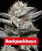 Black Cherry Gushers