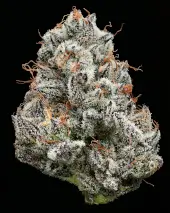 Black Cherry Gushers