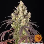 Lemon Cherry Gelato