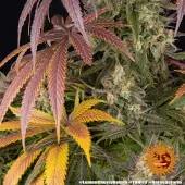 Lemon Cherry Gelato