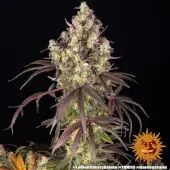 Lemon Cherry Gelato