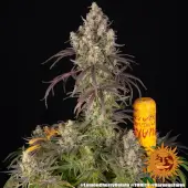 Lemon Cherry Gelato