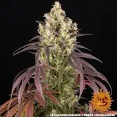 Lemon Cherry Gelato
