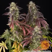 Lemon Cherry Gelato