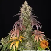 Lemon Cherry Gelato