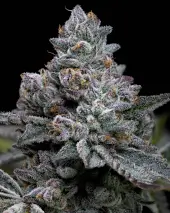 Apple Fritter