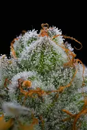 Blue Dream