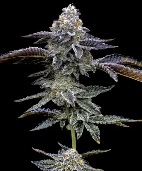 Blue Dream: bank product photo, credit alchimiaweb.com, copyright status shown with credit copyright unverified