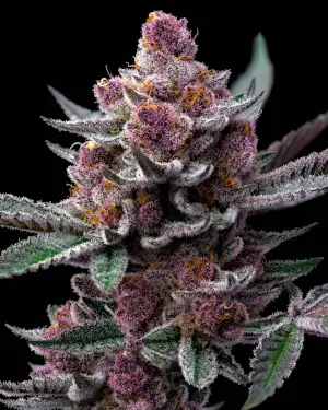 Cherry Poppers