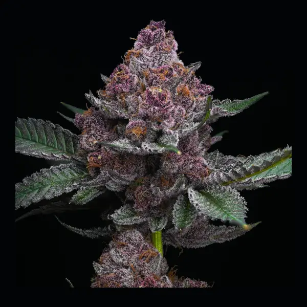 Cherry Poppers