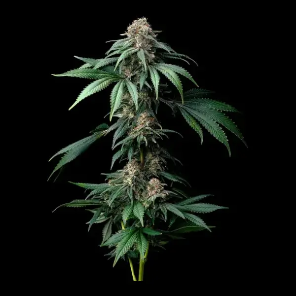 Mendo Breath