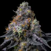 Rainbow Sherbet