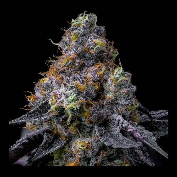 Rainbow Sherbet