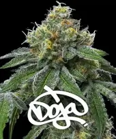 RS11 x Banana OG