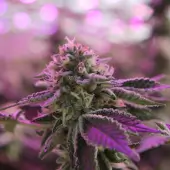RS11 x Banana OG