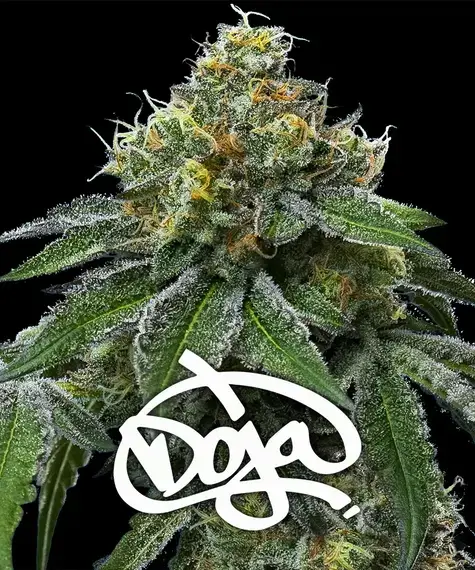 RS11 X Banana OG