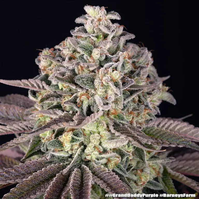 GrandDaddy Purple