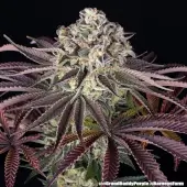 GrandDaddy Purple