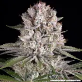Amnesia Haze