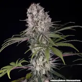 Amnesia Haze