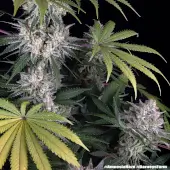 Amnesia Haze