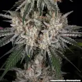 Amnesia Haze