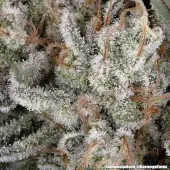 Amnesia Haze