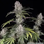 Amnesia Haze