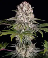 Amnesia Haze