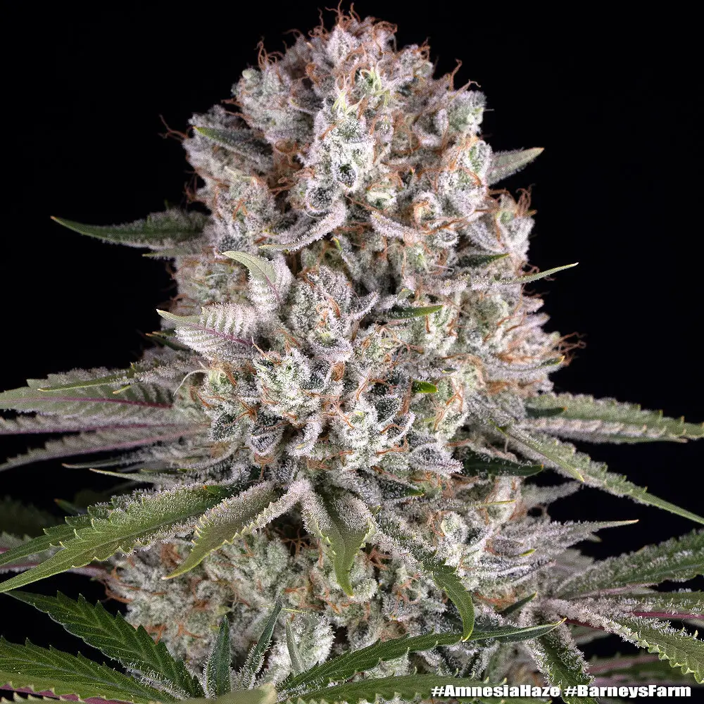 Amnesia Haze