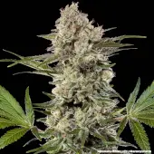 Banana Runtz F1