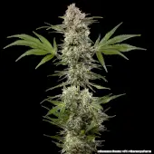 Banana Runtz F1