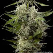 Banana Runtz F1