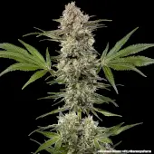 Banana Runtz F1