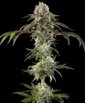 Durban Poison F1
