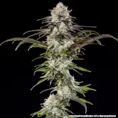 London Pound Cake F1