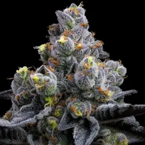 Garlic Cookies