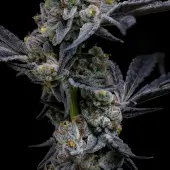 Garlic Cookies