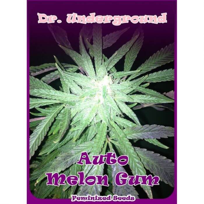 Melon Gum Auto